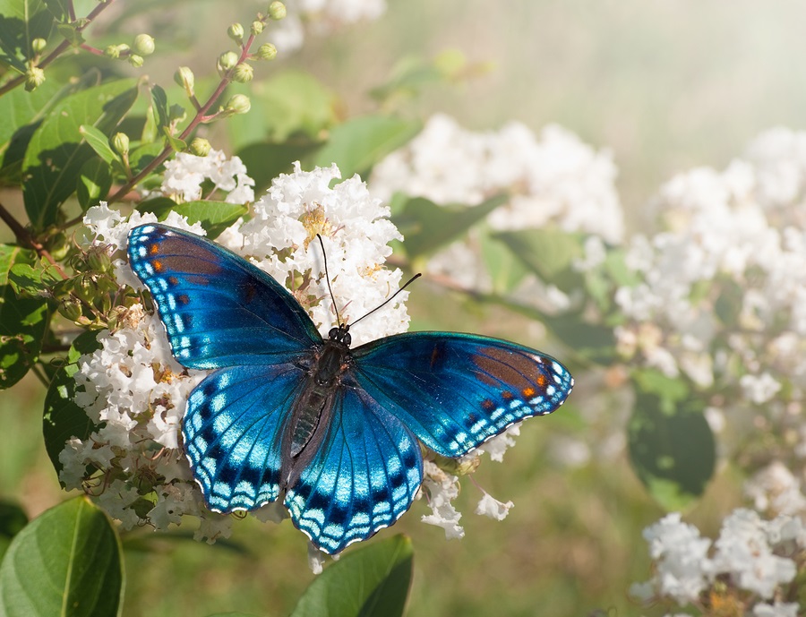 Red Spotted Purple Admiral butterfly feeding on white Crape myrt